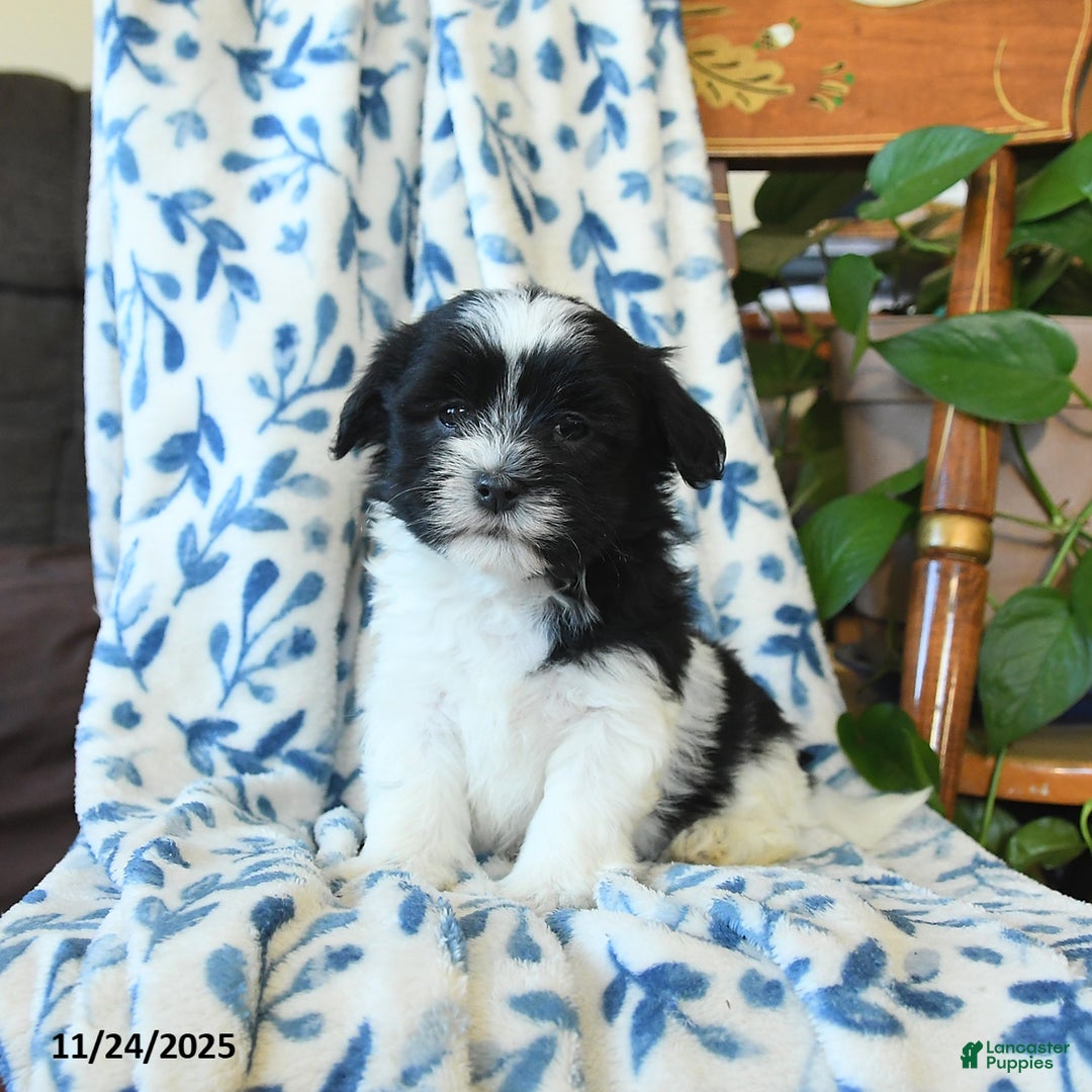Havanese dogs for sale: Cookie - Ad 2