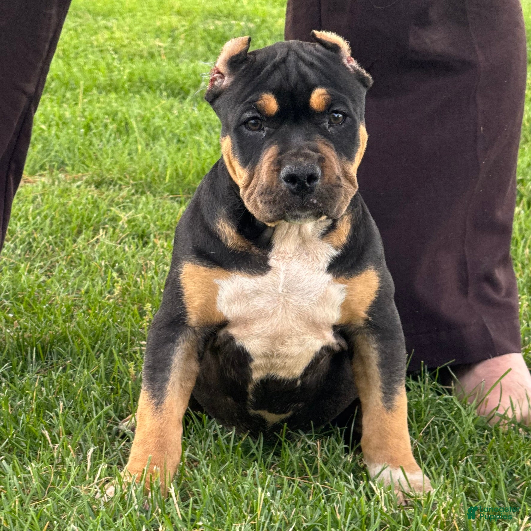 American Bully dogs Gia - Ad 2
