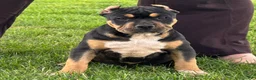 American Bully dogs for sale: Gia - Ad 2