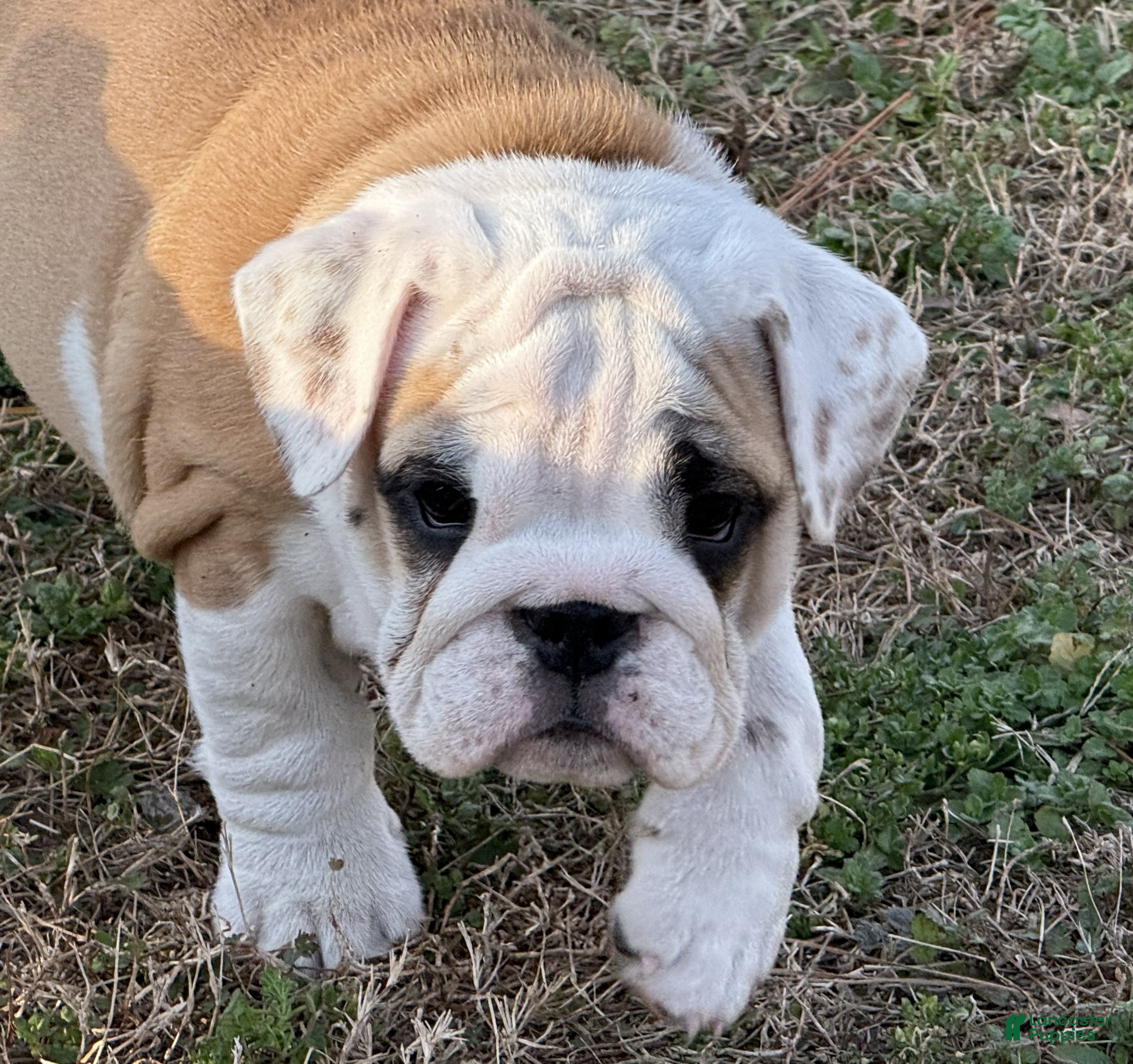 English Bulldog dogs Yvonne - Ad 2
