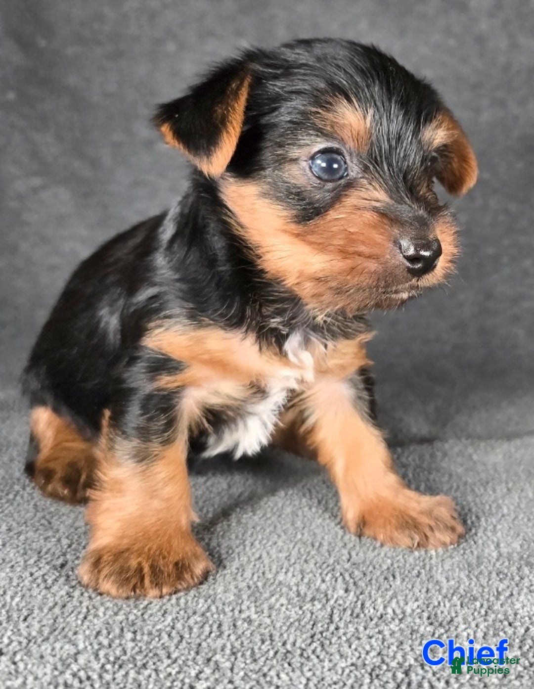 Yorkshire Terrier dogs for sale: Chief - Ad 4