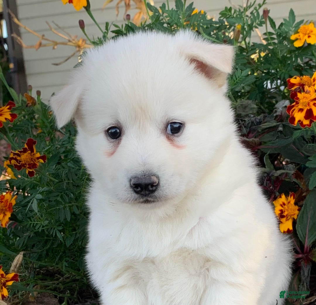 Alaskan Klee Kai dogs for sale: Handsome little Wellington~!!! - Ad 1