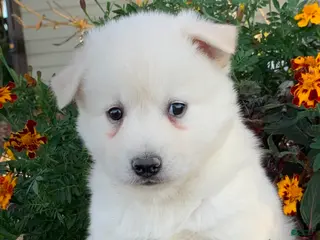 Alaskan Klee Kai dogs Handsome little Wellington~!!! - Ad 4