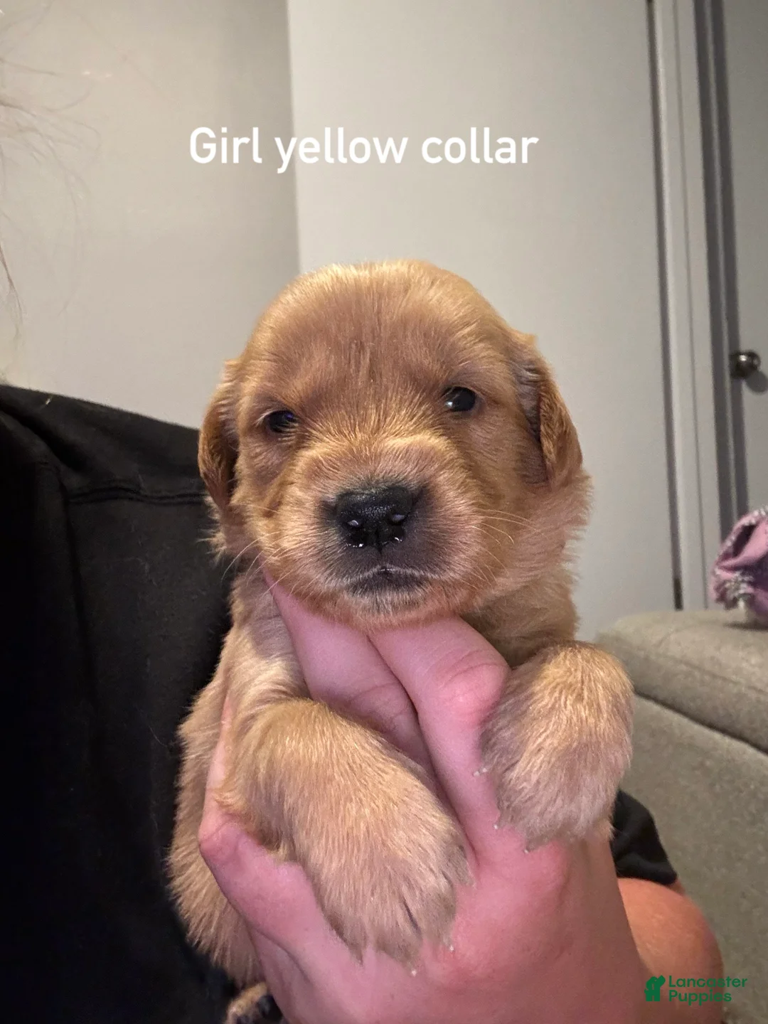 Golden Retriever dogs for sale: Yellow collar Golden Retriever 4 - Ad 1