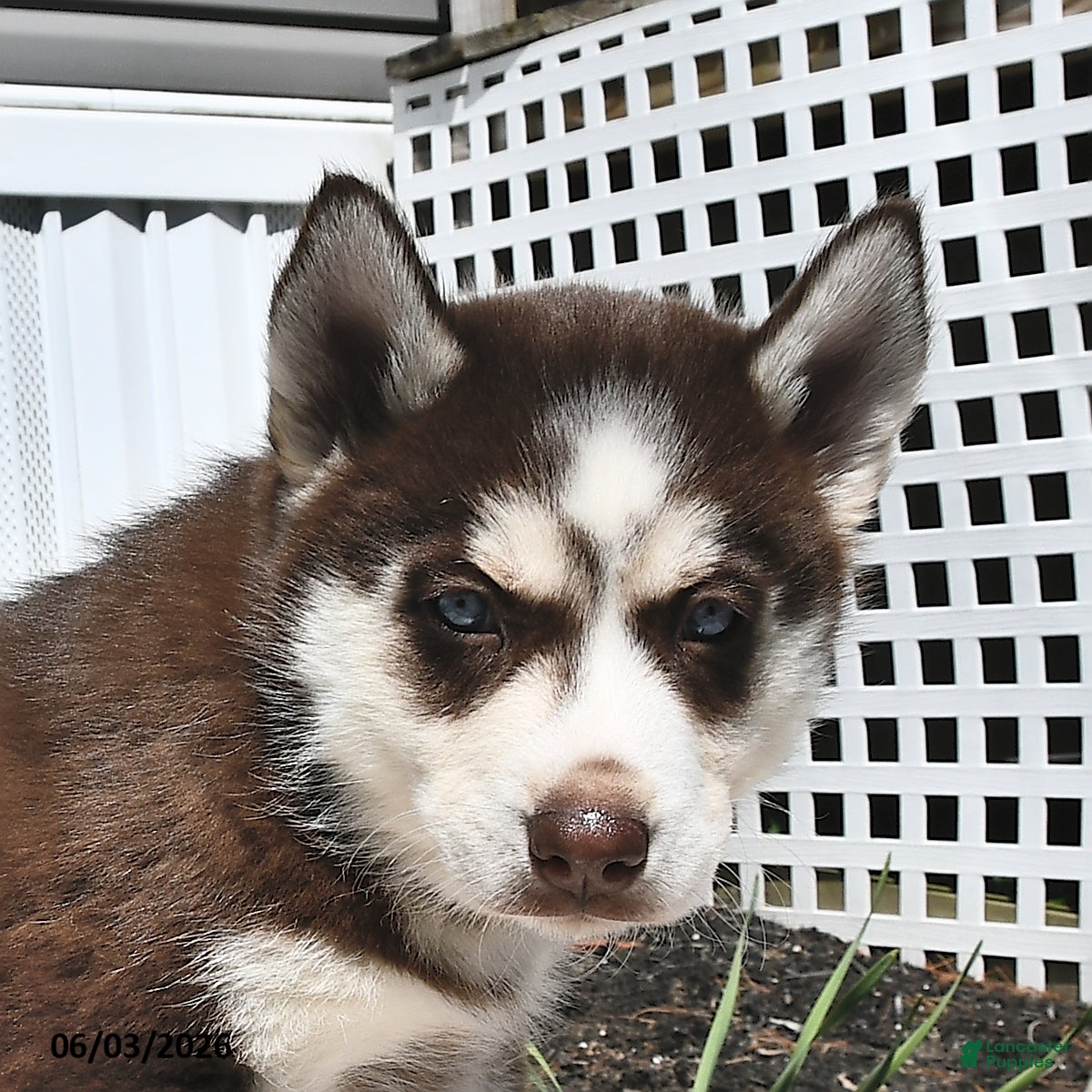 Siberian Husky dogs for sale: Crystal - Ad 5