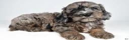 Cockapoo dogs for sale: Jake - Ad 8