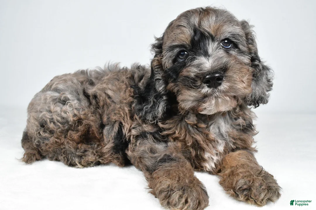 Cockapoo dogs for sale: Jake - Ad 8