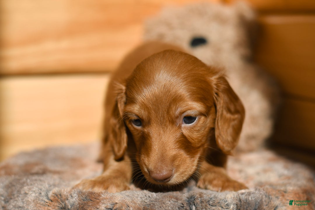 Dachshund dogs for sale: Pumpkin - Ad 1