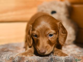 Dachshund dogs Pumpkin - Ad 21
