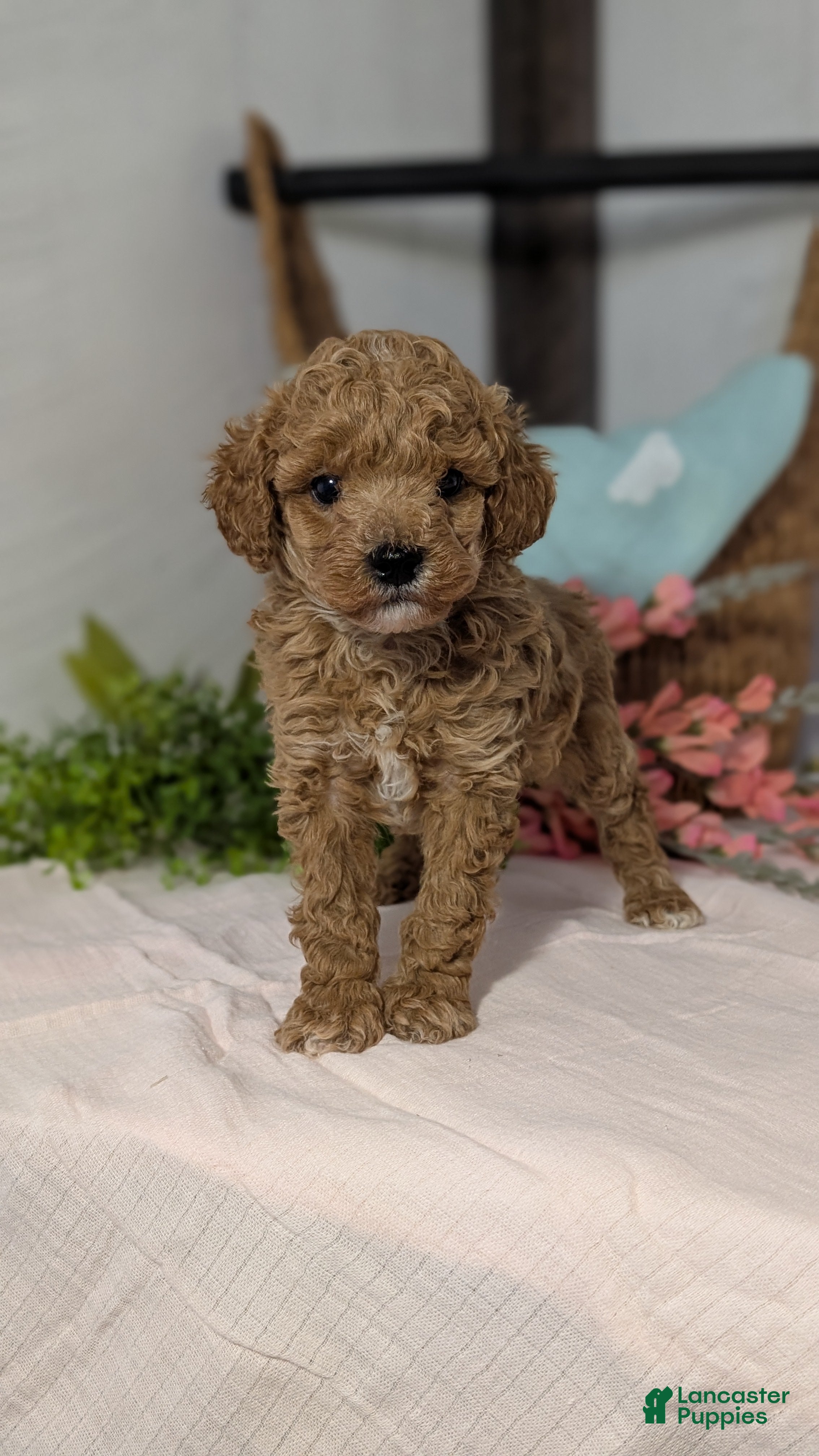 Miniature Poodle dogs Zion - Ad 9