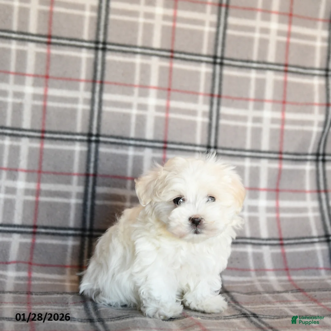 Maltese dogs for sale: Reva - Ad 5