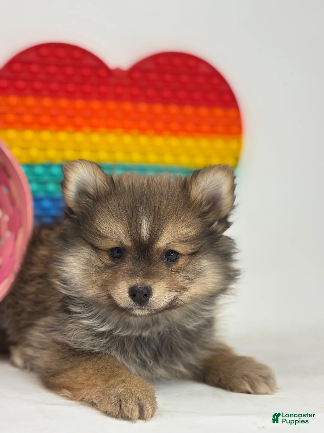 Pomsky dogs for sale: Marlin - Ad 1