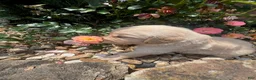 Golden Retriever dogs for sale: Emily - Ad 3