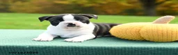 Boston Terrier dogs for sale: Nutmeg - Ad 3