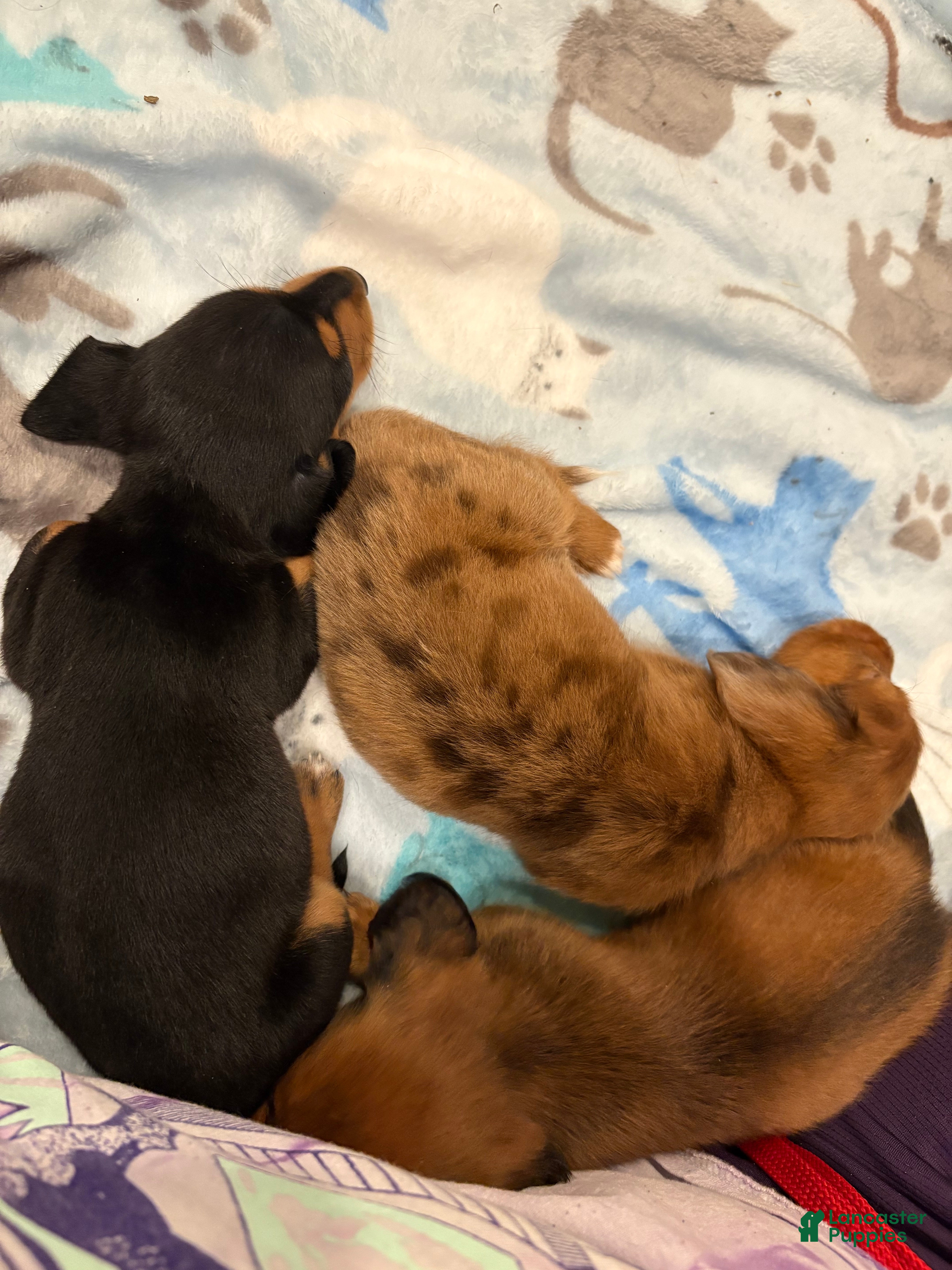Dachshund dogs Dachshund Puppy 1 - Ad 15