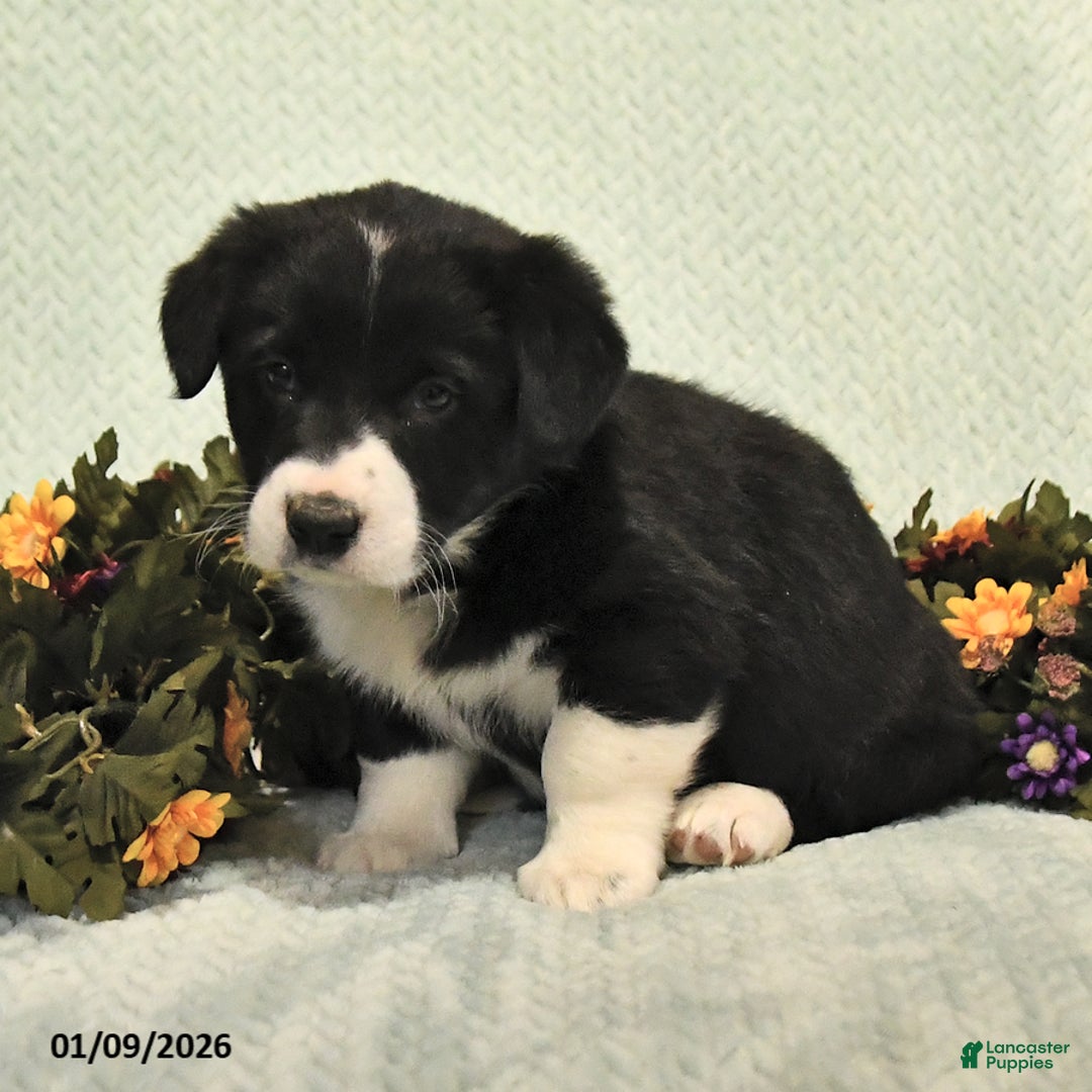 Mixed Breed dogs for sale: Jacks - Ad 4