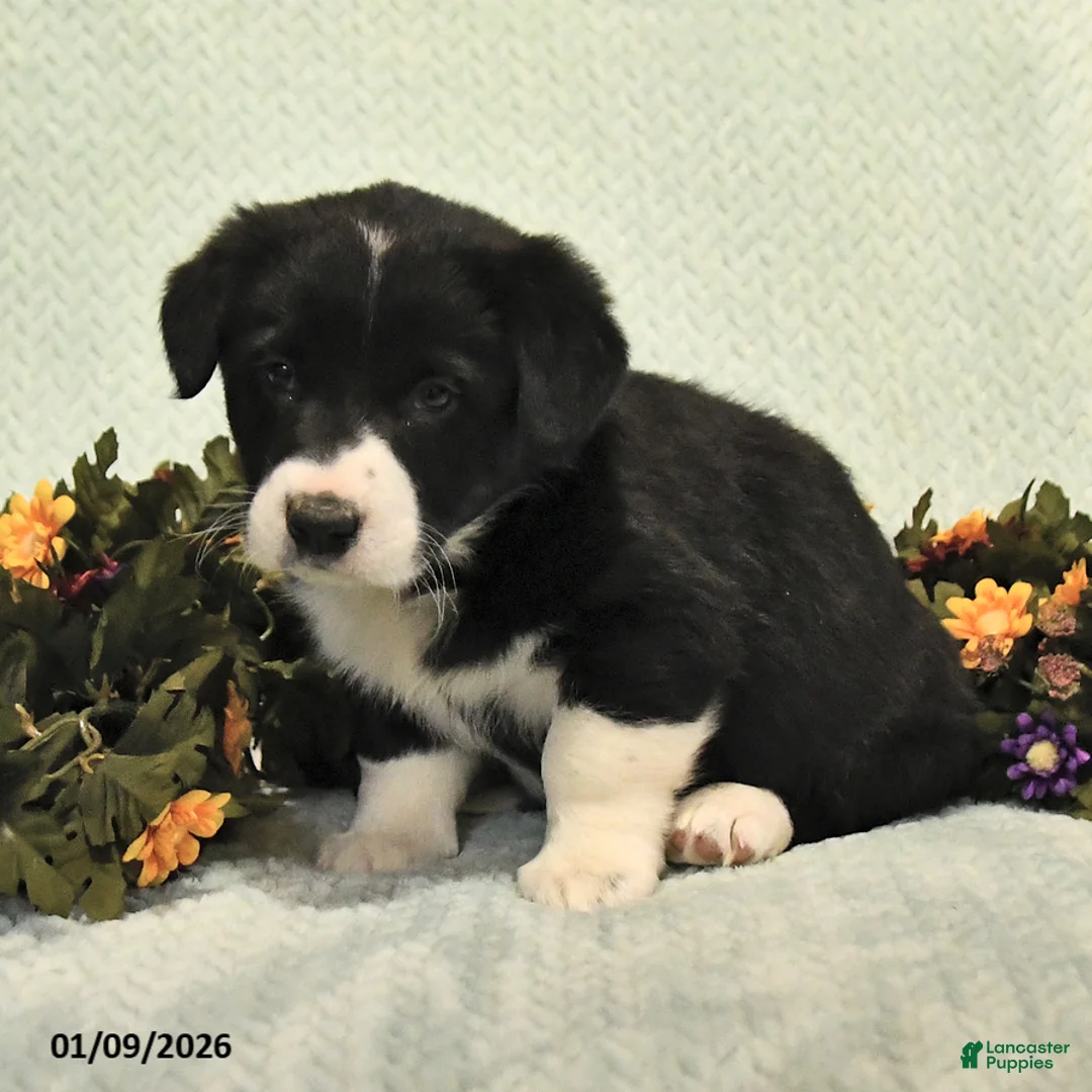 Mixed Breed dogs for sale: Jacks - Ad 4