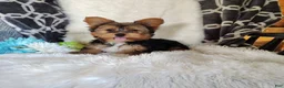 Yorkshire Terrier dogs for sale: Bowie - Ad 4