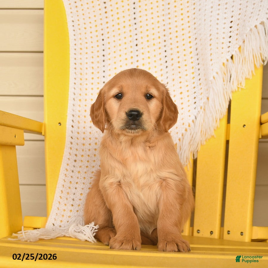 Golden Retriever dogs Penny  - Ad 2