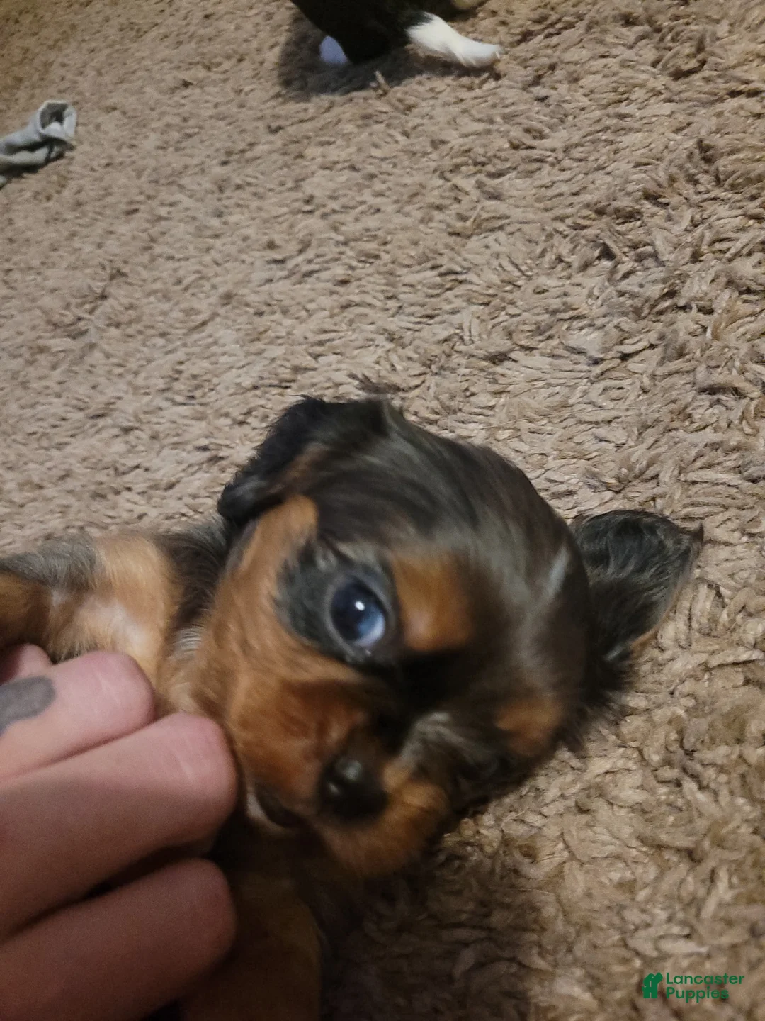 Cavalier King Charles Spaniel dogs for sale: Prince Louis - Ad 6