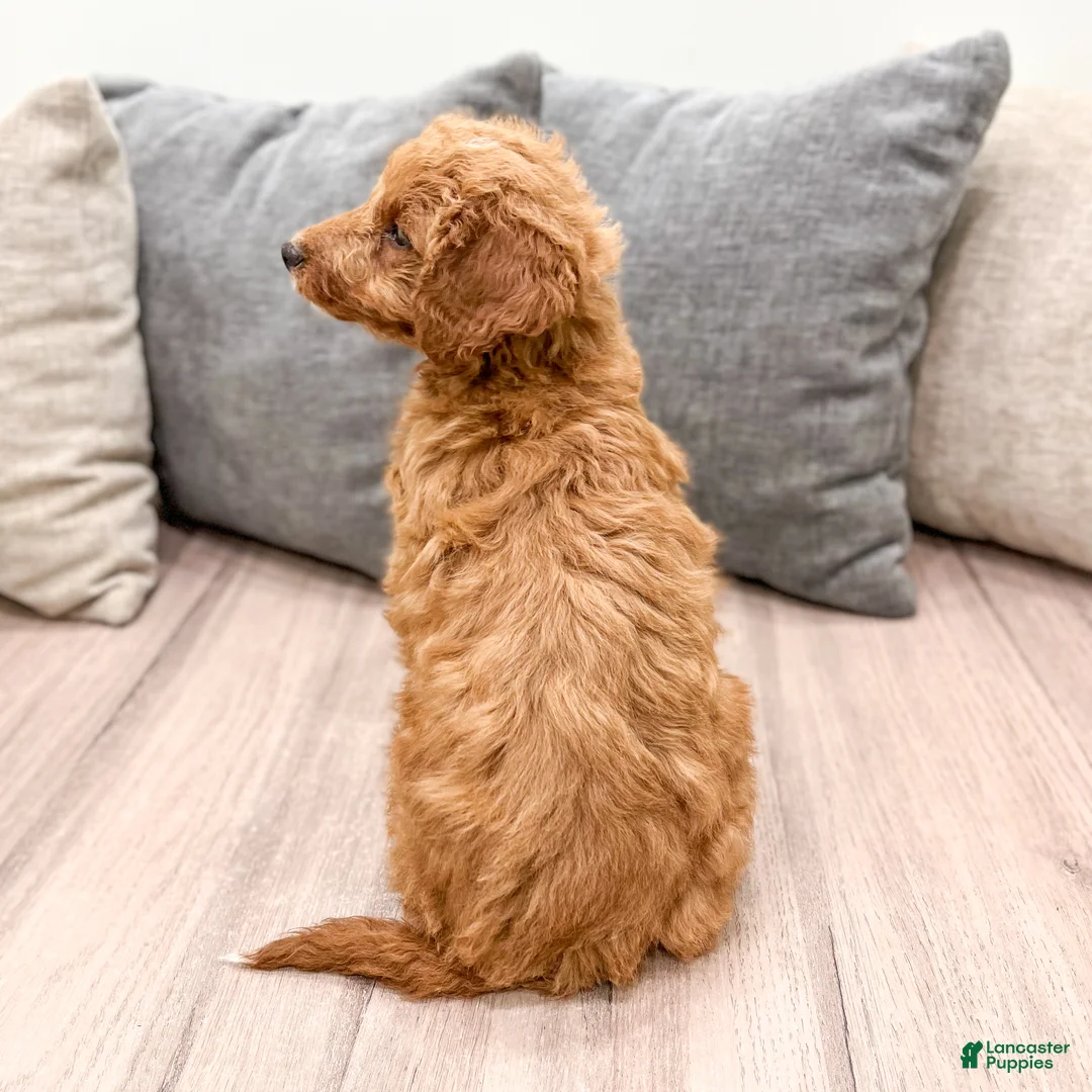 Goldendoodle dogs for sale: Ashley - Ad 6