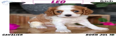 Leo