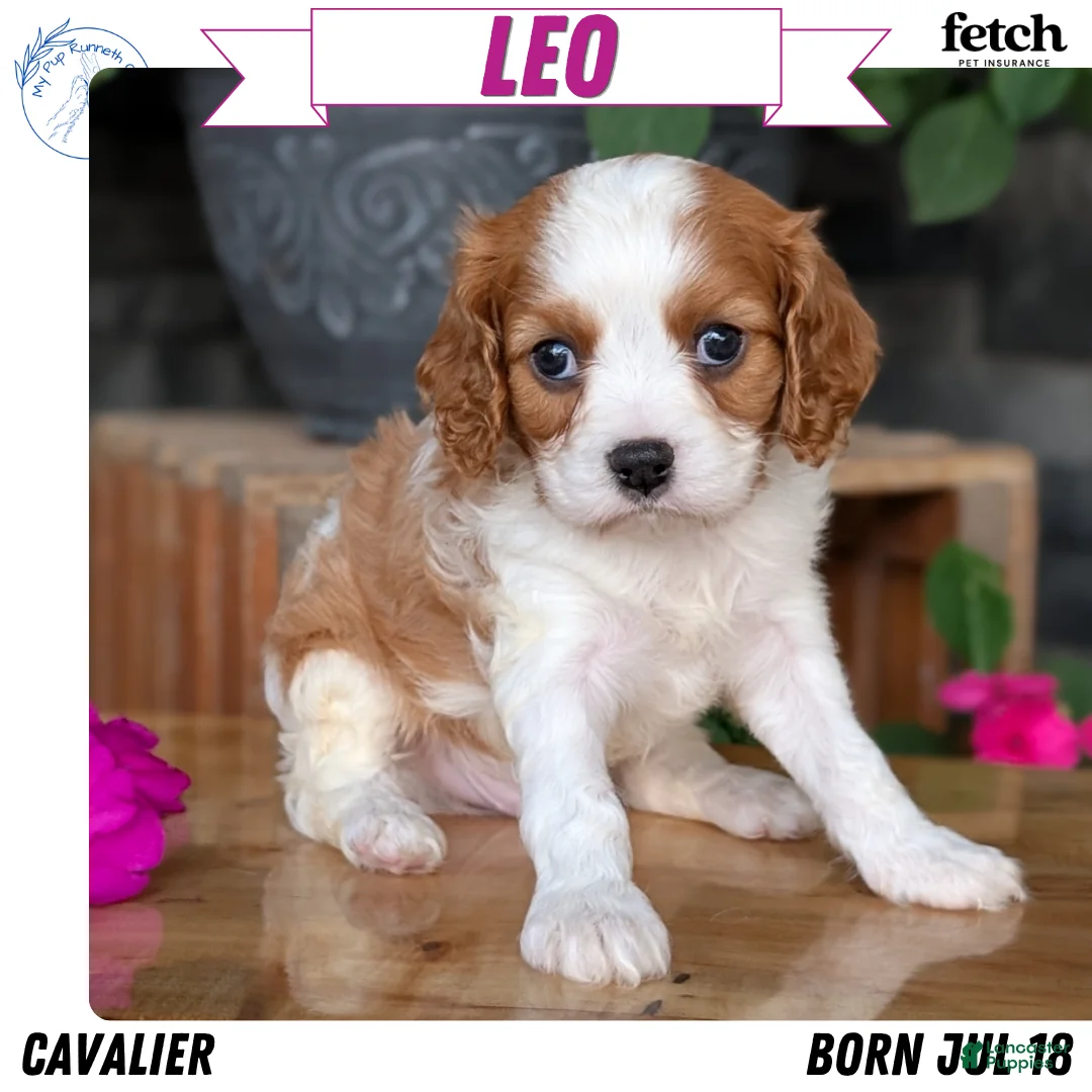 Cavalier King Charles Spaniel dogs for sale: Leo - Ad 1