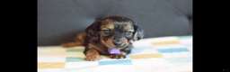 Miniature Dachshund dogs for sale: Miniature Dachshund Puppy 4 - Ad 5