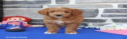 Mini Goldendoodle dogs for sale: Cora  - Ad 3