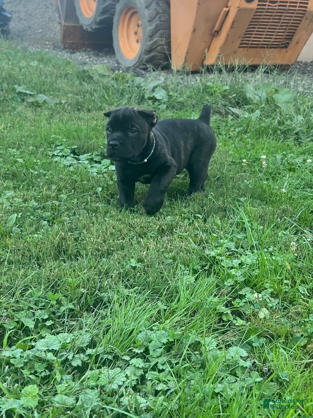 Cane Corso dogs for sale: Curry - Ad 21