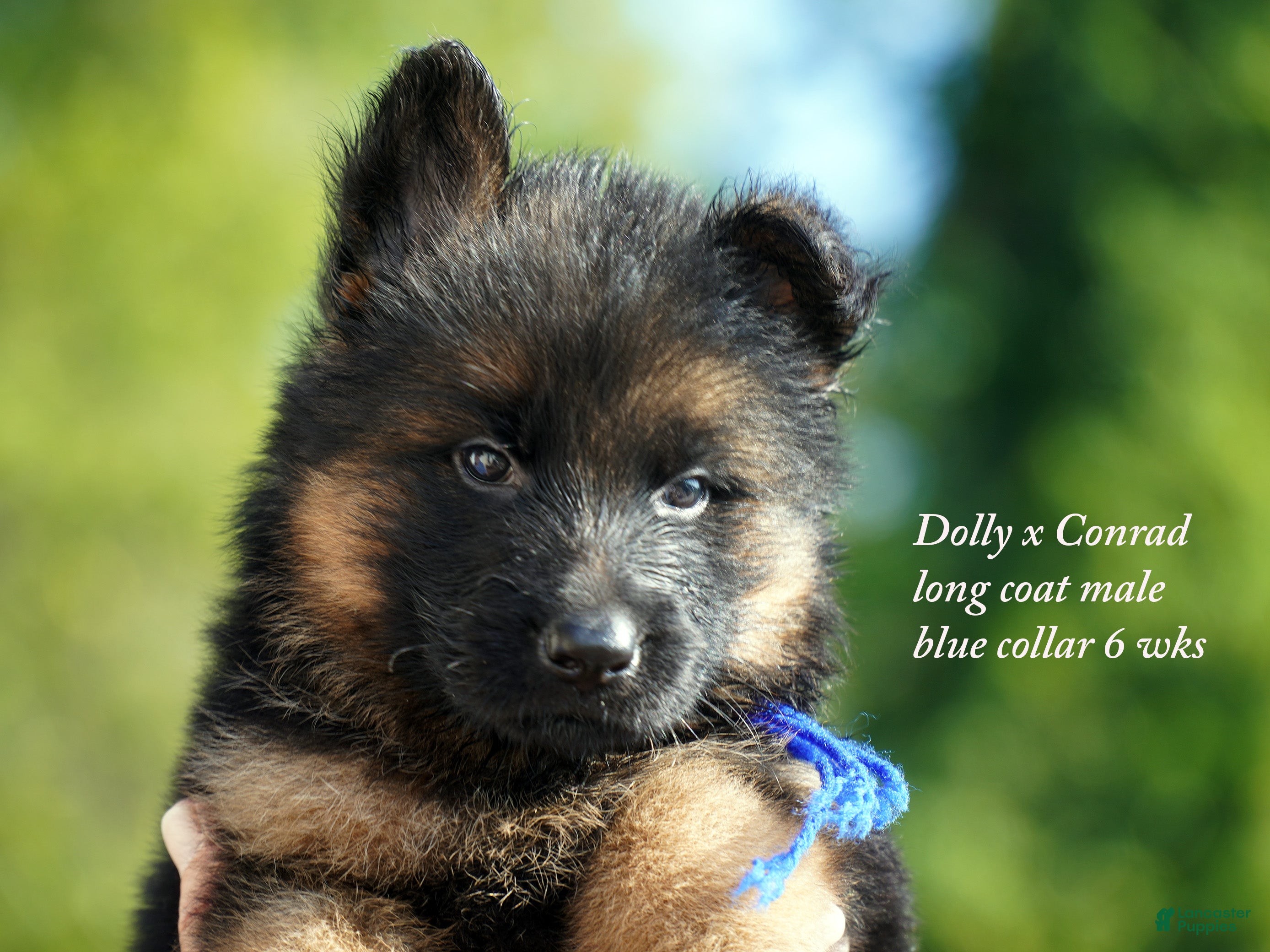 German Shepherd dogs German Shepherd blue collar - Ad 9