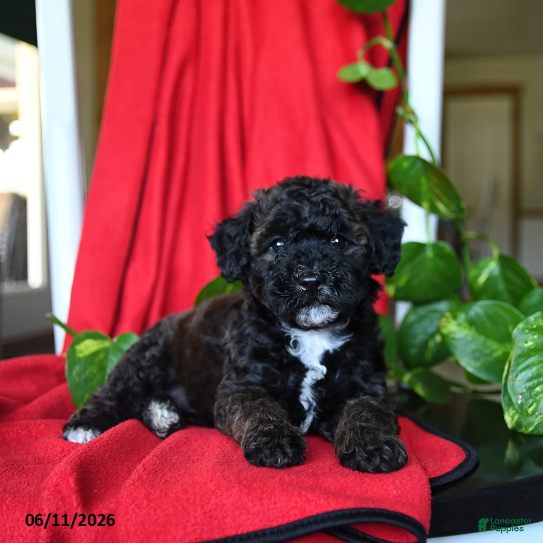 Bichpoo dogs for sale: Sandy - Ad 2