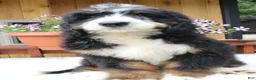 Bernedoodle dogs for sale: Garret  - Ad 6