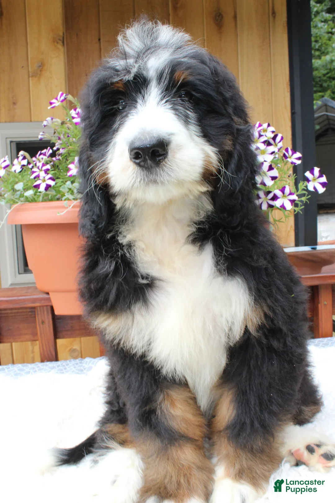Bernedoodle dogs for sale: Garret  - Ad 6