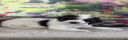 Bernedoodle dogs for sale: Bruno - Ad 5