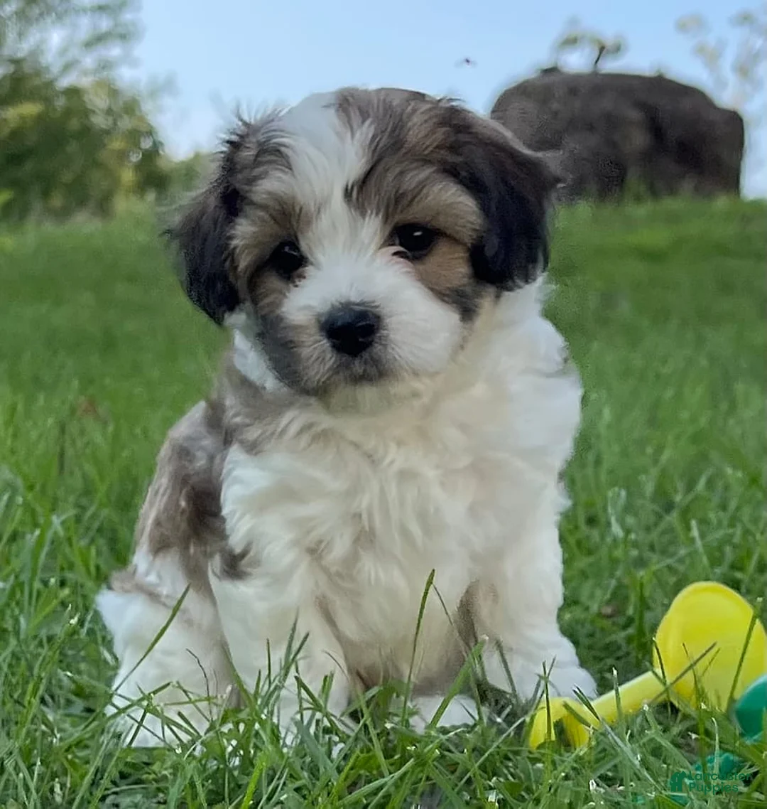 Gallery Image {{count}}