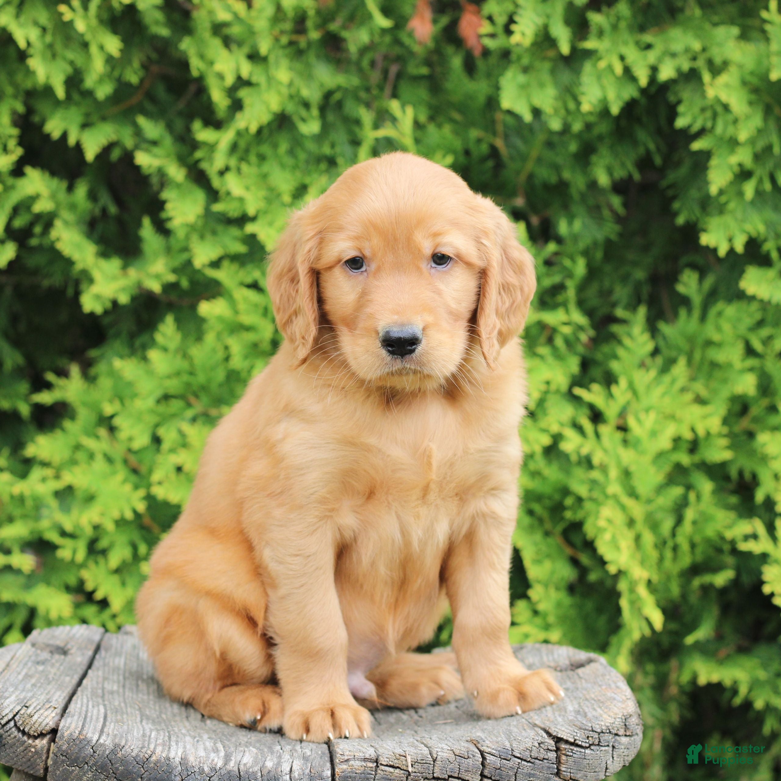 Mixed Breed dogs Willy  - Ad 2