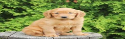 Mixed Breed dogs for sale: Willy  - Ad 2