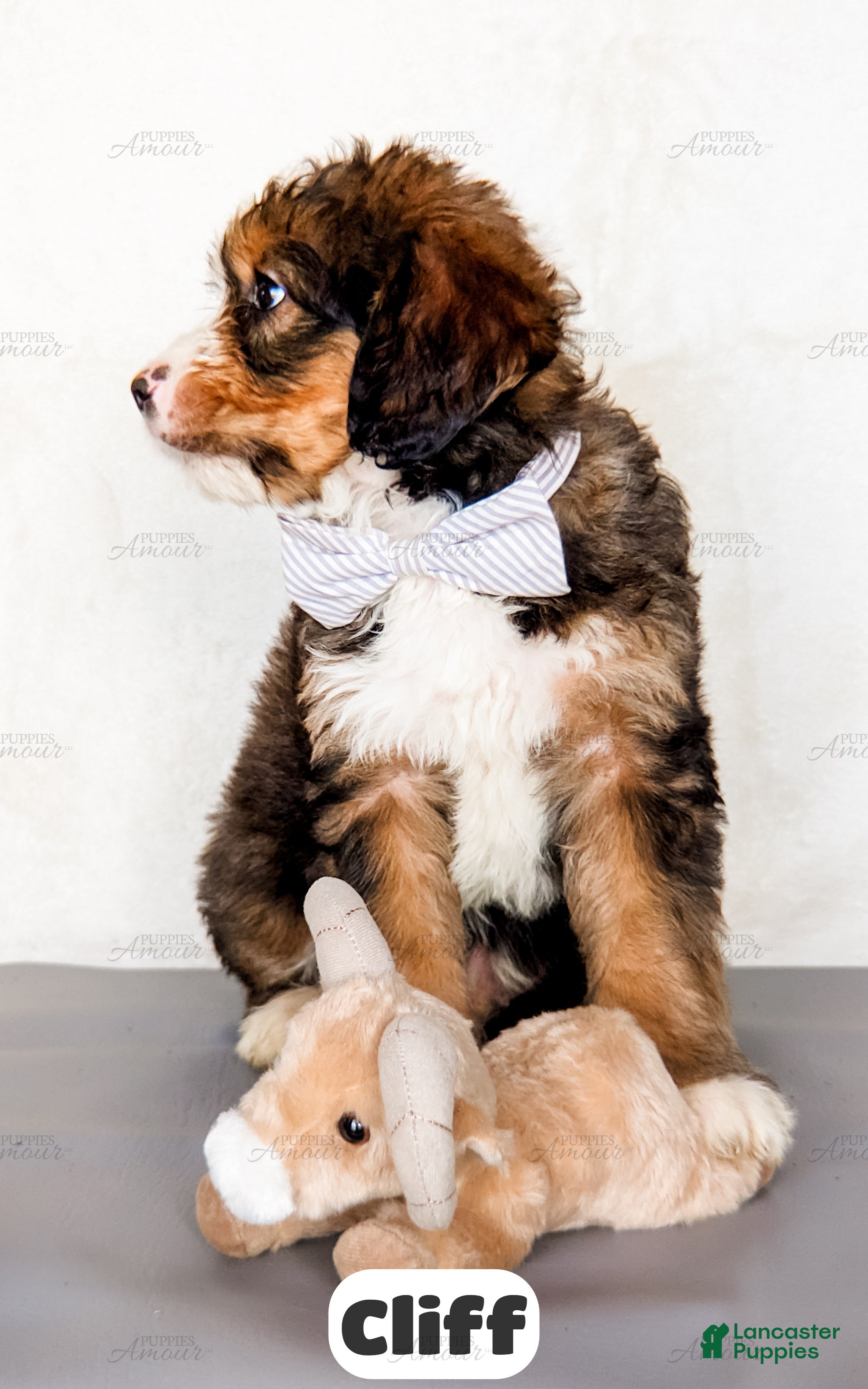 Bernedoodle dogs Cliff - Ad 2
