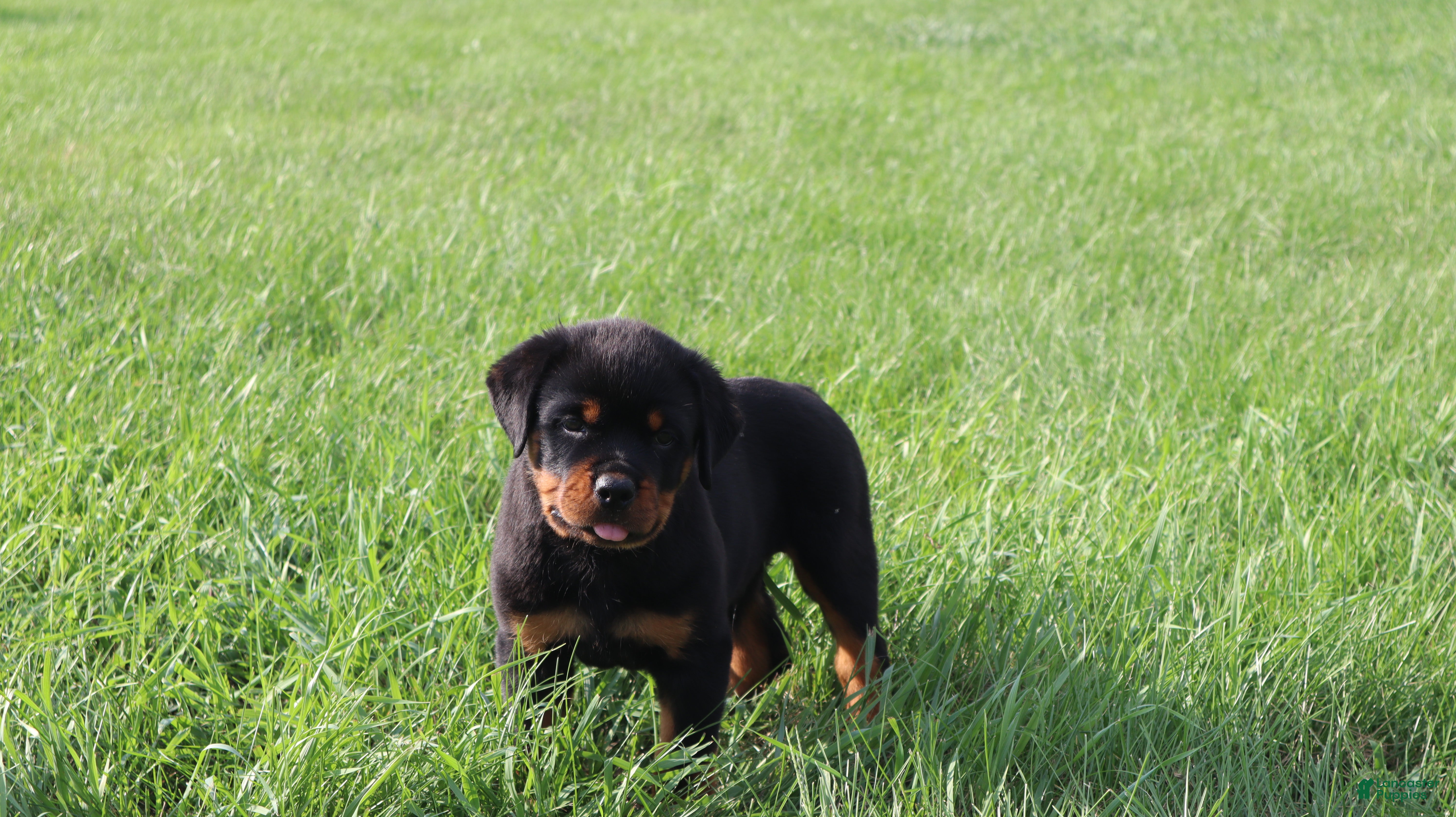Rottweiler dogs Beavo - Ad 1