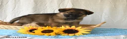 German Shepherd dogs for sale: Taylor - Ad 5