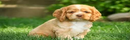 Cocker Spaniel dogs for sale: Atlas Cocker Spaniel  - Ad 1