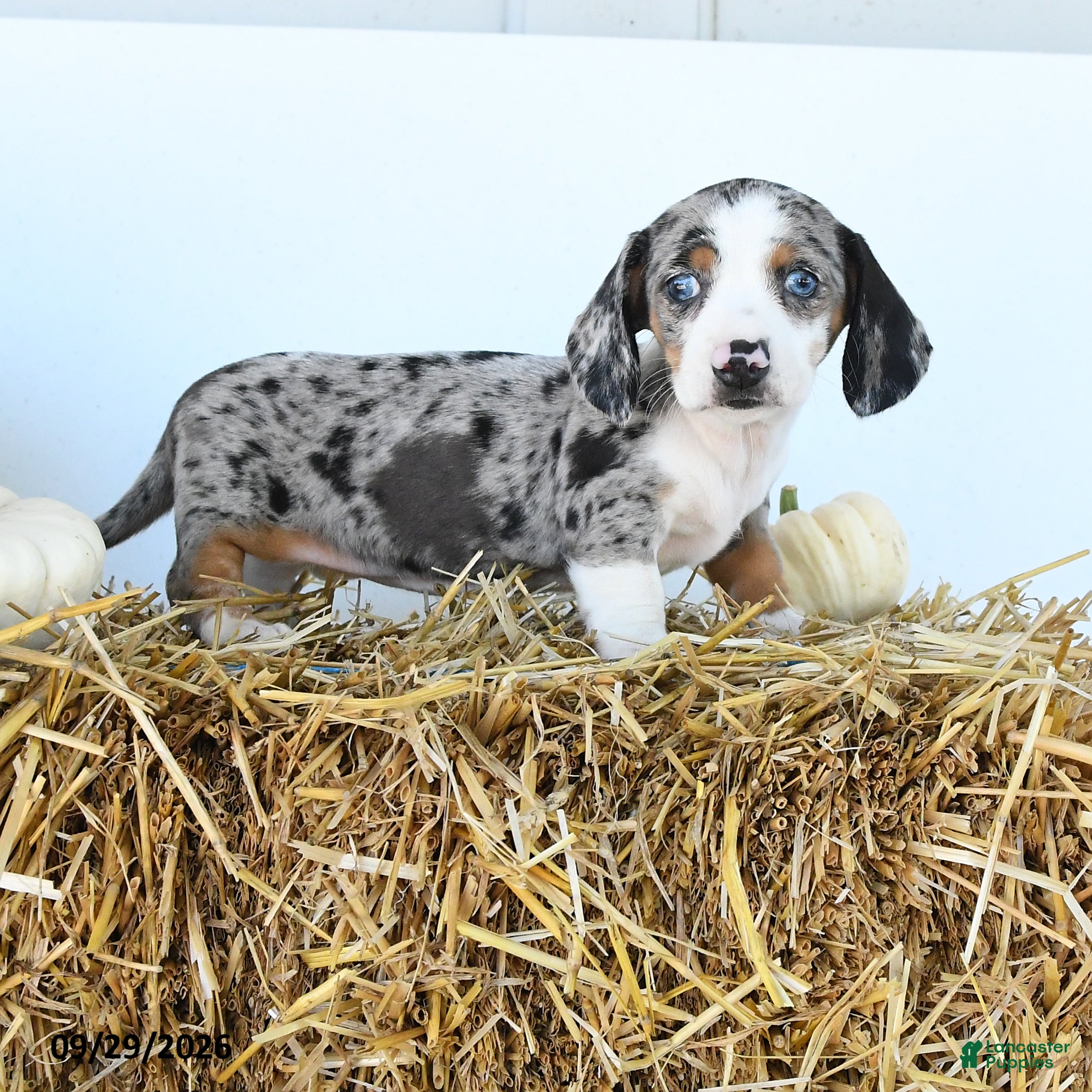 Miniature Dachshund dogs Willow - Ad 2