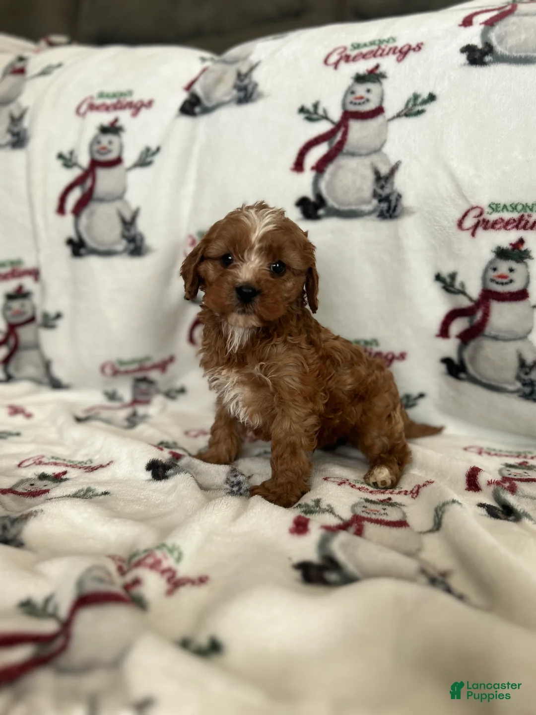 Cavapoo dogs for sale: Cavapoo Puppy 1 - Ad 4