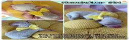 Toy Poodle dogs for sale: Tinkerbelle - Ad 8
