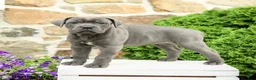 Cane Corso dogs for sale: Clover - Ad 4