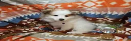Pomeranian dogs for sale: Cadance (Female Party) - Ad 2