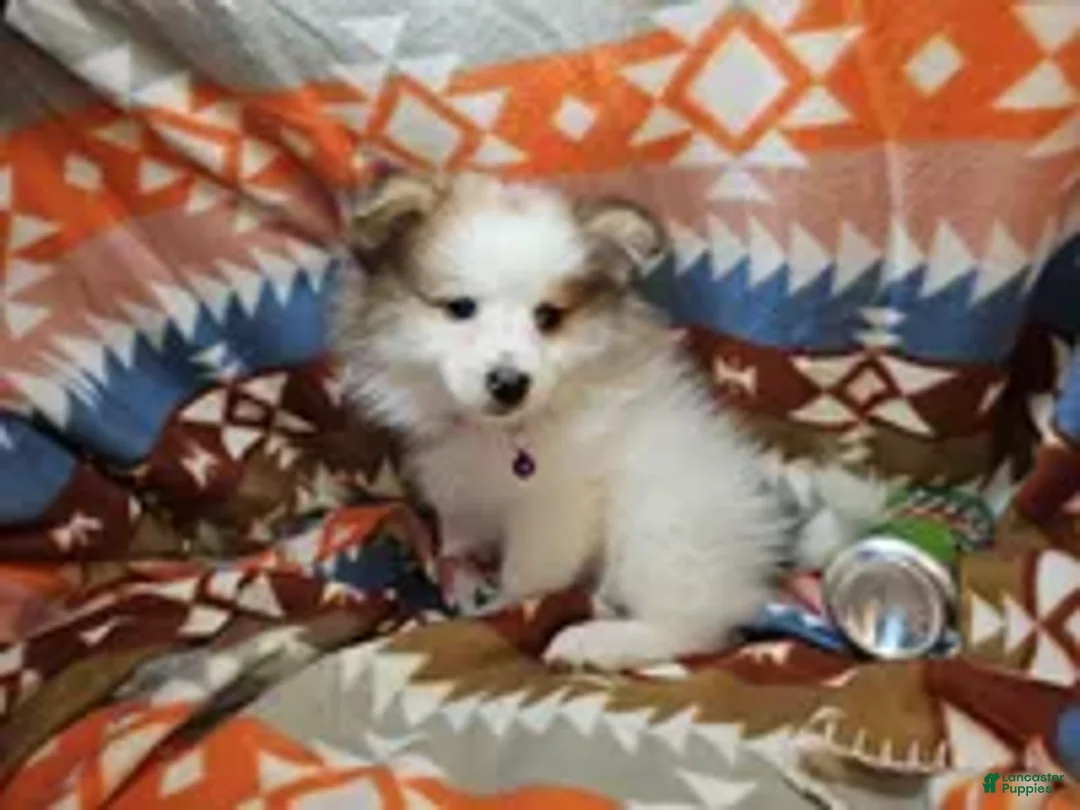 Pomeranian dogs for sale: Cadance (Female Party) - Ad 2