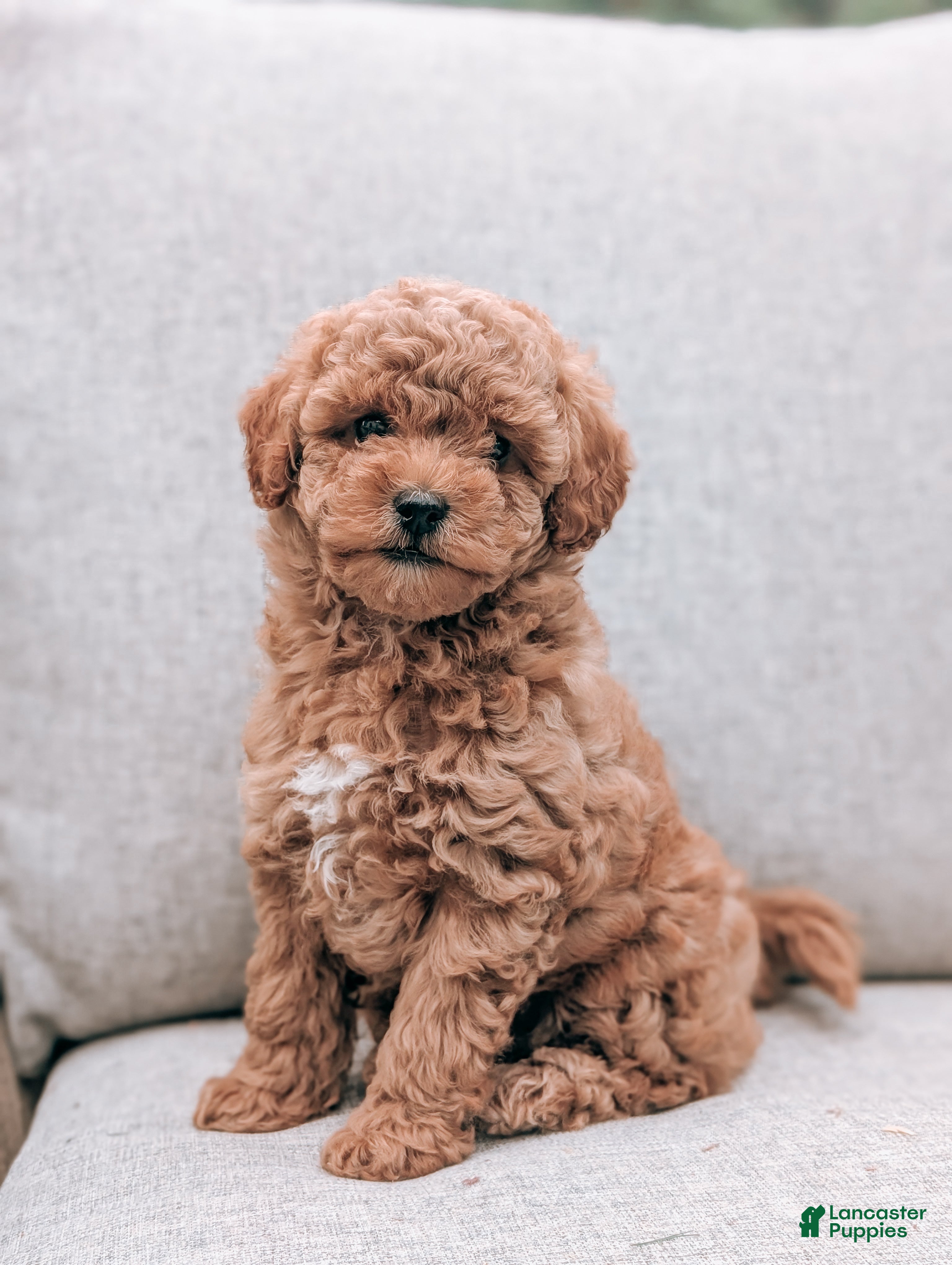 Bichpoo dogs Tammy - Ad 2