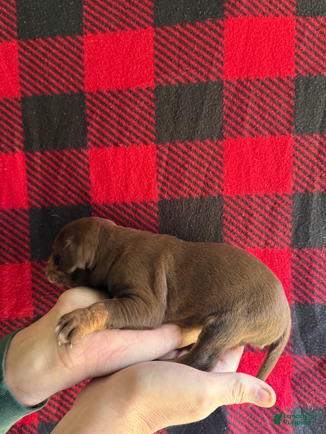 Catahoula Leopard Dog dogs for sale: Catahoula Leopard Dog Puppy 6 - Ad 3